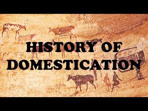What was the purpose of domestication in ancient civilizations?
