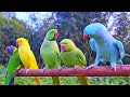 Happy Parrot Sounds