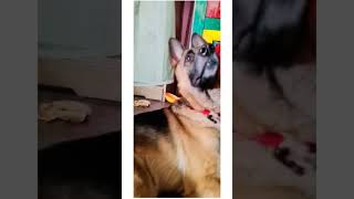 my Mr Jackie German Shepherd my #shortsviral like SUBSCRIBE