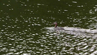 【一分動画】🐤鳥シリーズ　アカエリカイツブリ Red-necked Grebe （カイツブリ科）