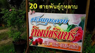 EP2 แนะนำกุหลาบ20 สายพันธุ์​ จากสวนกุหลาบทิพย์​ขริณทร์ vol.2