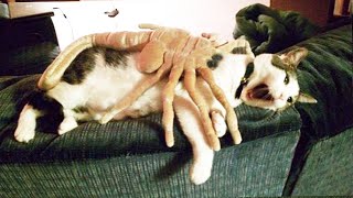 Funniest Animals - Best Of The 2020 Funny Animal Videos #4