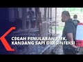 Cegah Penularan PMK, Dinas Peternakan Denpasar Disinfektant Kandang Sapi