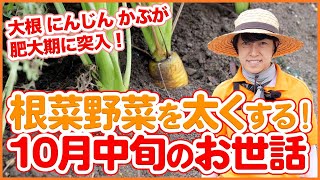 家庭菜園や農園の大根やニンジンやカブなどの根菜栽培で10月中旬以降にやるべきお世話のポイントを紹介します！根菜を太くするために大切な作業をご紹介！【農園ライフ】