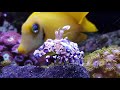 harlequin shrimp hymenocera picta in reef tank