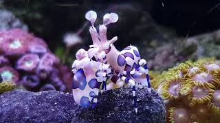 Harlequin shrimp (Hymenocera picta) in Reef Tank