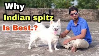 Why Indian Spitz or Pomeranian is best dog 😃😃