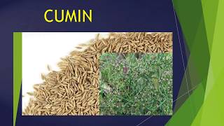 CUMIN PROCESSING , USES,VARIETY AND BOTANY BY JATIN NAGI EDUPILLAR