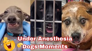 Dogs Under Anesthesia Funny Moments🤣 | #funnydogs #anesthesia