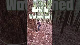 കാനഡയിലെ ഒരു പഴയ ഡാം | Wolfville Watershed Dam, Built in 1931 | Canada, Forest #shortsfeed #shorts