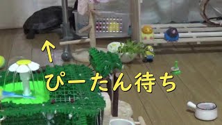 【クサガメ】任務を遂行するもじお【セキセイインコ】