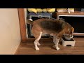 子犬のハウスで寛ぐ先住犬【ビーグル多頭飼い】beagle puppy