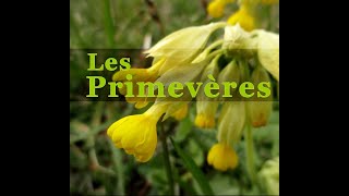 Découvrez les primevères - plantes emblématiques du printemps