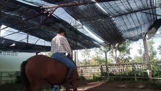 ม้าของชาลี 080 ฝึกขึ้นหลังม้าฟักแฟงวันที่สาม Chalee Horse 080 Third day of mounting novice horse