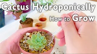 【超簡単】サボテン･多肉植物を水耕栽培化します！｜How to Grow Cactus Hydroponically