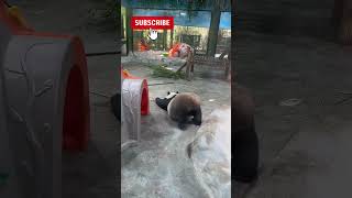 Panda in China #china #animals #cute #funny #funnypanda #funnyvideo #funnyshorts #pandachina