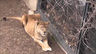 2016年4月5日　旭山動物園　ライオン