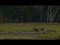 【日本野鳥図鑑】アオサギ（学名 ardea cinerea）の生態