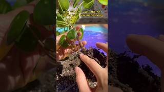 What I Found Growing ON my Plant #shorts #houseplants #propagation #plantcare #p