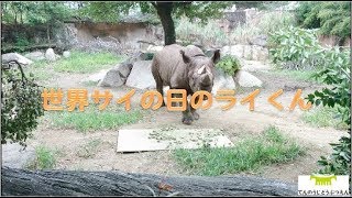 【天王寺動物園】世界サイの日のライくん