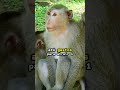 a reprodução dos macacos