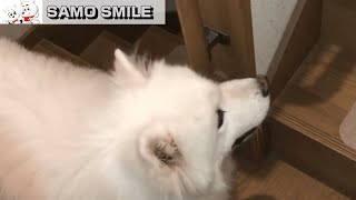 じぃちゃんサモエド/Samoyed-G  天敵との攻防戦ラウンド２！立ちはだかる宿敵、立ち往生するサモエド。 Battle between Samoyed dog and enemy Round 2