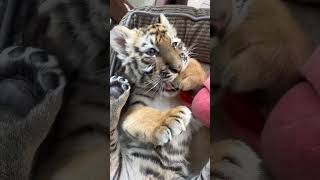 刚睡醒的小老虎，沉迷啃手手，太可爱了！| Sleepy Tiger Cub Waking Up, Obsessed with Sucking Its Paw, So Adorable!