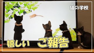 【子猫保護11】癒しの猫動画☆ずっとのおうち☆保護28日目の様子【猫の学校☆C@T'S.I】025