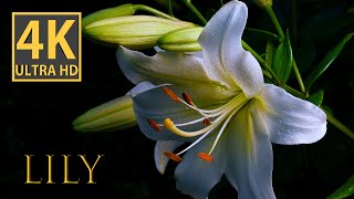 White Lily Stunning 4K Macro Photography Video