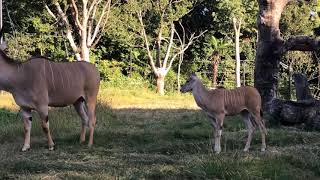 【天王寺動物園】エランドの赤ちゃん　グラウンドで大暴れ