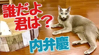 ロシアンブルー|爪とぎを占領された猫が取る驚きの行動[Russian Blue]