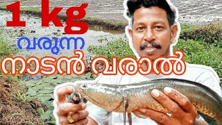 1 kg വരുന്ന കിടിലൻ നാടൻ വരാൽ.... വരാൽ ചേറുമീൻ സ്ട്രൈക്ക്... അതൊരു ഒന്നന്നര ഹരമല്ലേ ഫ്രണ്ട്‌സ്...