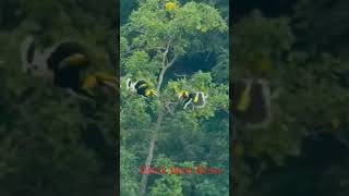 Ajeeb Parinda | Amazing bird #hornbill #youtubeshorts #ZoneA #bbcearth