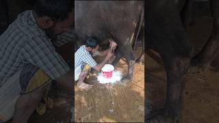 Nice buffalo🌿🌿A man milking a buffalo #buffalo