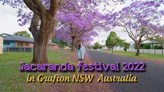 Discover the Magic of Jacaranda Festival: A Celebration of Nature's Beauty in Grafton, NSW Australia