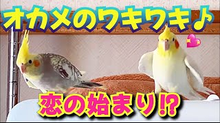 オカメインコのレモンがラムさんの追っかけを始めましたが…