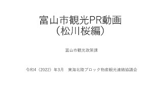 【富山県富山市】富山市観光PR動画（松川桜編）