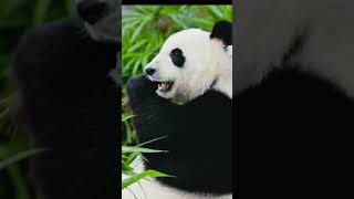 Panda lovers❣️