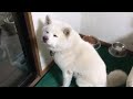 秋田犬リリーちゃんソファこわした。