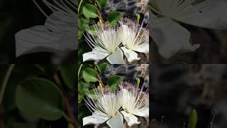 Wonders of Capparis Spinosa #shorts #beautifulflowers #flowers @Plants-World