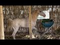 કાઠિયાવાડી ઘોડો કનૈયો ઘોડી ગોપી kathiyawadihorse horse vairalvideo vlog horsevideo