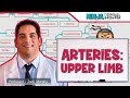 Circulatory System | Arteries of the Upper Limb | Flow Chart