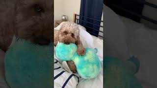 ぬいぐるみで遊ぶ犬がかわいすぎる【The dog playing with the stuffed animal is too cute】