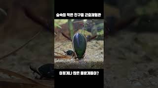 물방개를 가까이서 보고싶은 분들을 위해 #물방개 #먹방 #bugs #insects #tfif