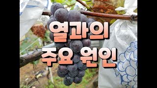 열과의 주요 원인