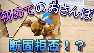 【チワワ】　初めてのおさんぽは怖いけど...！