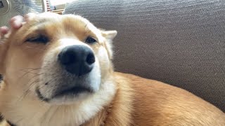 まだ眠たい鼻息荒めのオイヌ様（雑種犬）