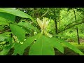 ID That Tree   Umbrella Magnolia Spring Bloom