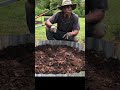 best blueberry bush soil prep