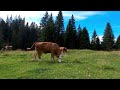 summer field. sounds of nature in the meadow. for relaxation. cows with bells